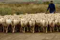 Dohne Merino Sheep