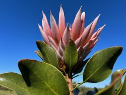 Beautiful flora 