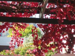 Beautiful autumn colours on the vine-covered patios