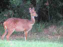Plenty of wildlife in vicinity
