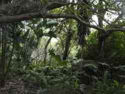 Natural Garden
