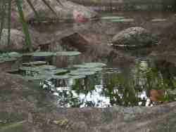 Garden Pond