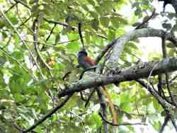 Exceptional birdlife