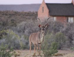 Kudu at Chalets