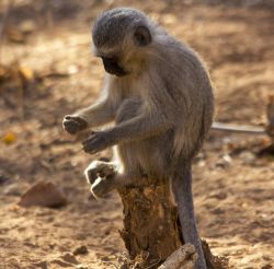 Wildlife