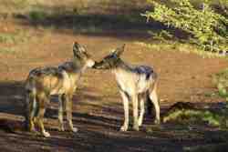 Wildlife