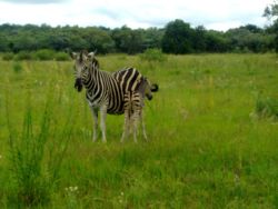 Thaba Lenaka guest farm