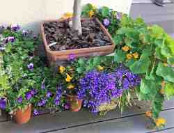 Private courtyard flowers