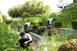 Herb Garden