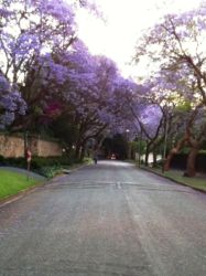 The Street 