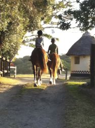 Horse rides