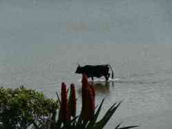 The scared Transkei cow