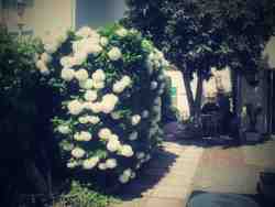 Garden Snow Flower hydrangea