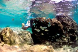 Safe snorkelling in walking distance