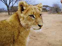Lion