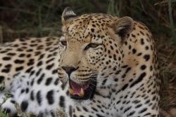 Leopard