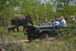 AM or PM Game Drives