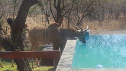 Pool with Kudu