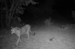 Bushvilla Umoja Kruger - wildlife without fences. il y a un lumière donnant au jardin, et cela donne parfois de belles surprises. Nous avons une caméra animalière suspendue à laquelle nous partageons les films. Chaque fois c’est comme le matin de Noël lorsque j ; analyse les vidéos.