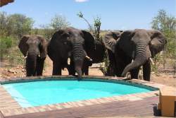 Bushvilla Umoja Kruger-wildlife without fences: nous sommes sur une ancienne voie d'eau  alors ils vont et viennent à leur guise.