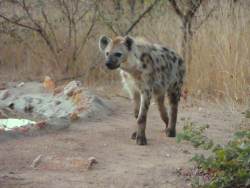 Bushvilla Umoja Kruger - wildlife without fences.
