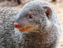 Mongoose