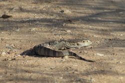 Water Monitor / Likkewaan