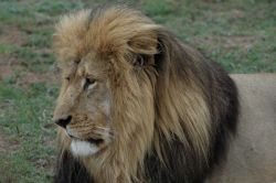 A visit to the Big 5 Private Game Reserve will blow your mind!