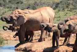 We'll take you on a day safari to Addo National Park.
