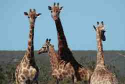 Spectacular Wildlife and Birdlife at Valley Bushveld Country Lodge