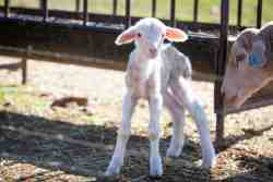 Farm animals