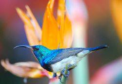 Sunbird outside Butterfly Cottage