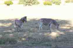 Welbedacht Game & Nature Reserve - Game Viewing 