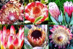 Our main objective is the conservation of the fynbos of the Witteberg.