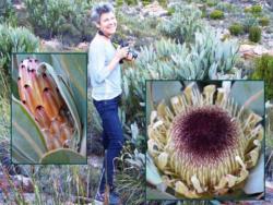A guest photographing the special Witteberg fynbos.