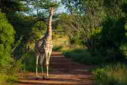Beautiful Wildlife